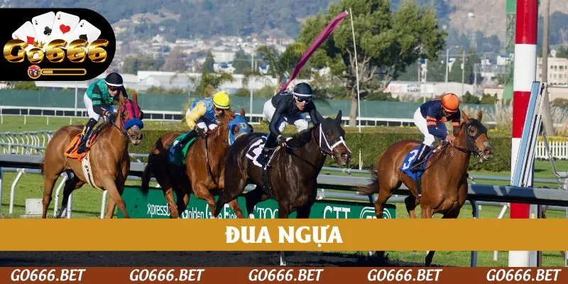 dua-ngua-go666